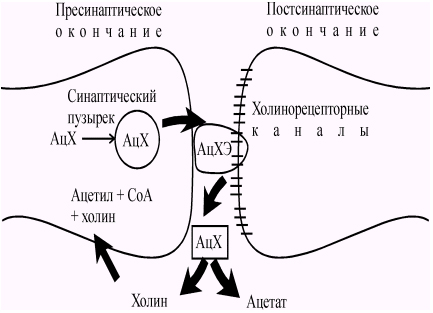 симптомы